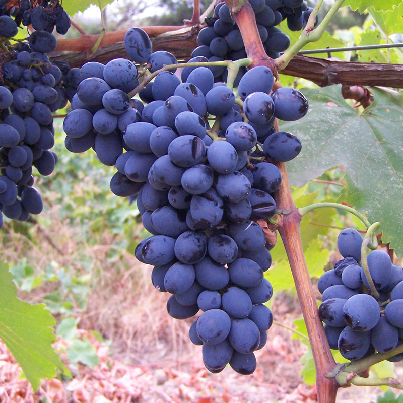 Категория: Виноград винные сорта